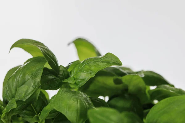 Close up view of green fresh basil leaves isolated on white — Stock Photo