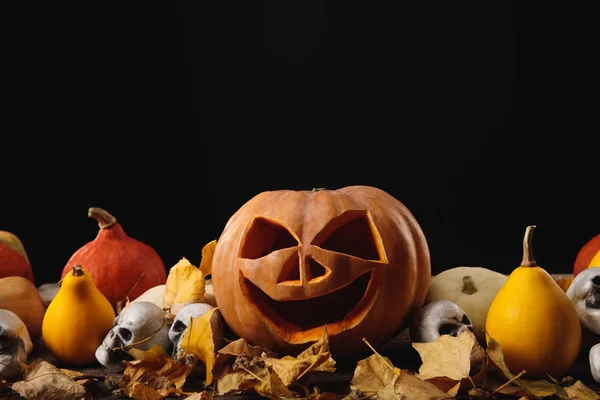 Citrouilles d'Halloween, feuilles d'automne et crânes décoratifs sur table rustique en bois isolé sur noir — Photo de stock