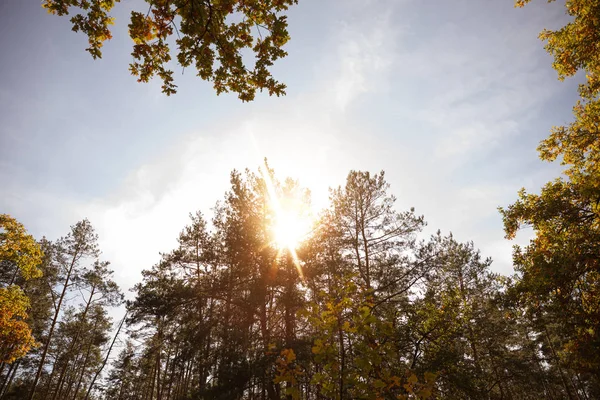 Sonne, Bäume mit gelben und grünen Blättern im herbstlichen Park am Tag — Stockfoto