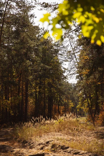 Селективный фокус деревьев с зелеными листьями в осеннем парке днем — стоковое фото