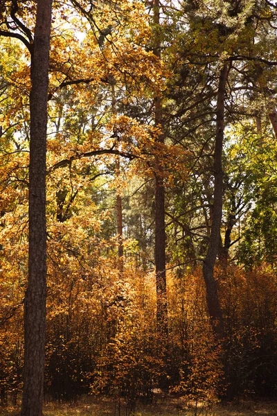 Дерева з жовтим і зеленим листям в автономному парку вдень — стокове фото