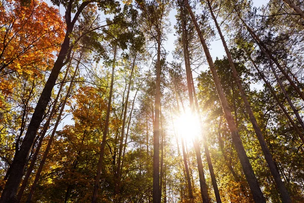 Sonne, Bäume mit gelben und grünen Blättern im herbstlichen Park am Tag — Stockfoto