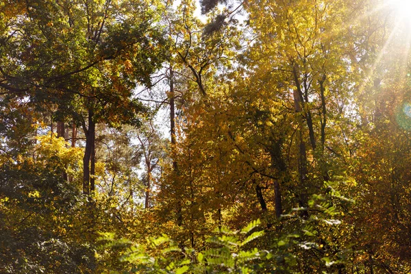 Sonne, Bäume mit gelben und grünen Blättern im herbstlichen Park am Tag — Stockfoto