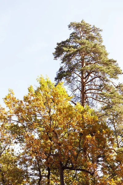 Arbres avec des feuilles jaunes et vertes dans le parc automnal le jour — Photo de stock