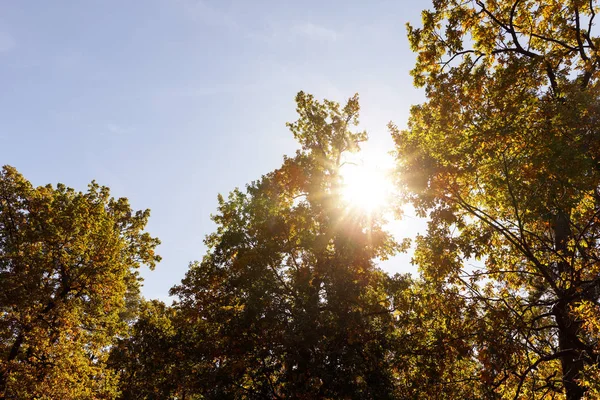 Sol, árboles con hojas amarillas y verdes en el parque otoñal durante el día - foto de stock