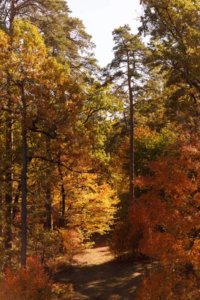 Trees with yellow and green leaves in autumnal park at day — Stock Photo