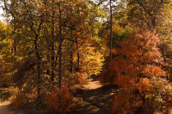 Arbres avec des feuilles jaunes et vertes dans le parc automnal le jour — Photo de stock