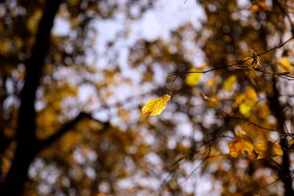 Enfoque selectivo de árboles con hojas amarillas en el parque otoñal durante el día - foto de stock