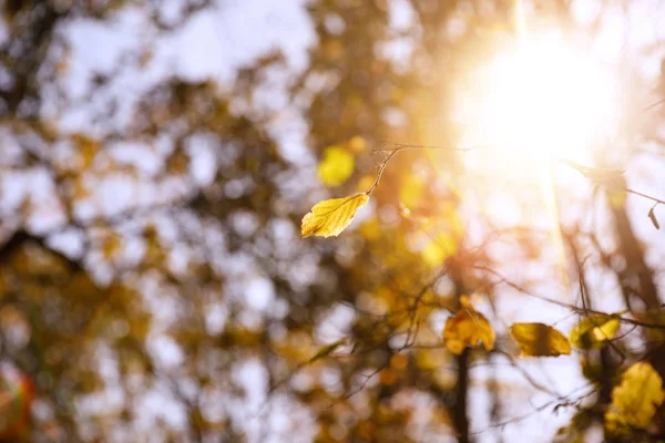 Selective focus of trees with yellow leaves and sun in autumnal park at day — Stock Photo