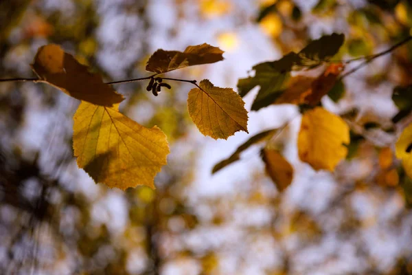 Focus selettivo di alberi con foglie gialle e verdi nel parco autunnale di giorno — Foto stock