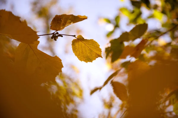 Selective focus of trees with yellow leaves in autumnal park at day — Stock Photo