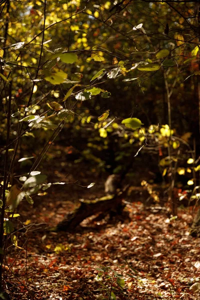 Alberi con foglie gialle e verdi nel parco autunnale di giorno — Foto stock