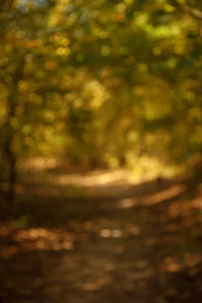 Selektiver Fokus von Bäumen mit gelben und grünen Blättern im herbstlichen Park am Tag — Stockfoto