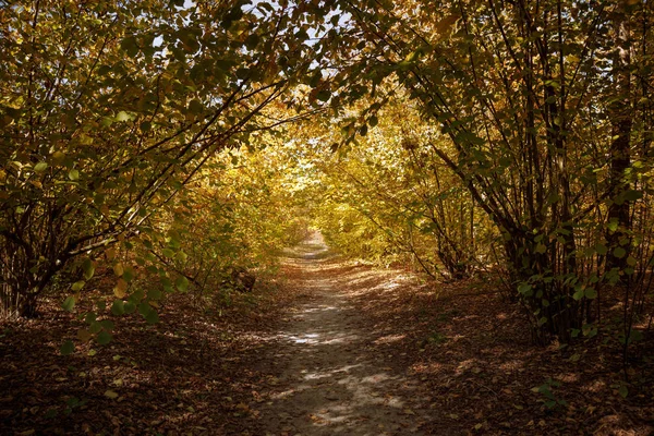 Alberi con foglie gialle e verdi nel parco autunnale di giorno — Foto stock