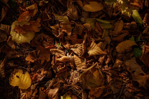 Vista dall'alto delle foglie gialle e secche nel parco autunnale di giorno — Foto stock