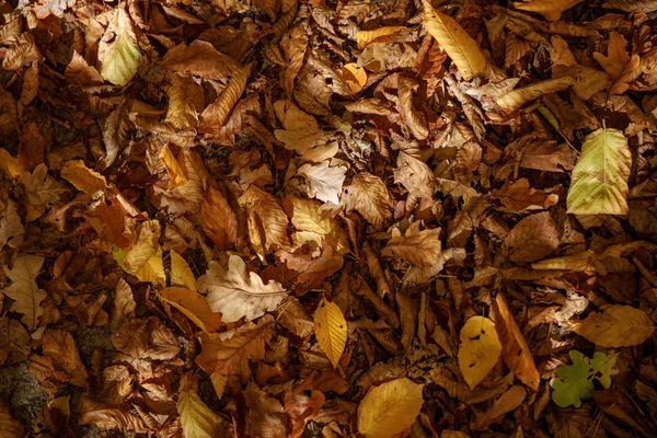 Top view of yellow and dry leaves in autumnal park at day — Stock Photo