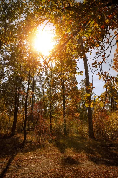 Sole, alberi con foglie gialle e verdi nel parco autunnale di giorno — Foto stock