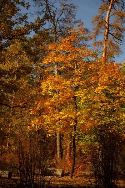 Деревья с желтыми и зелеными листьями в осеннем парке днем — стоковое фото