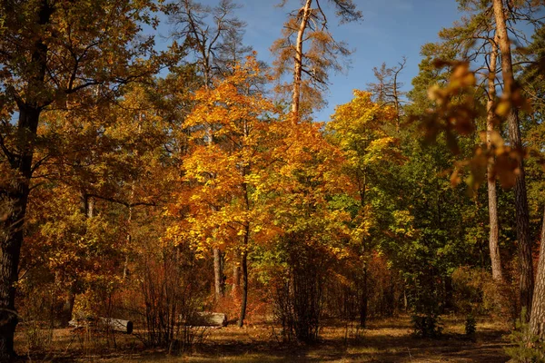 Arbres avec des feuilles jaunes et vertes dans le parc automnal le jour — Photo de stock