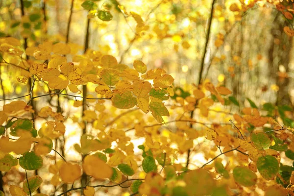 Foyer sélectif des arbres avec des feuilles jaunes et vertes dans le parc automnal le jour — Photo de stock