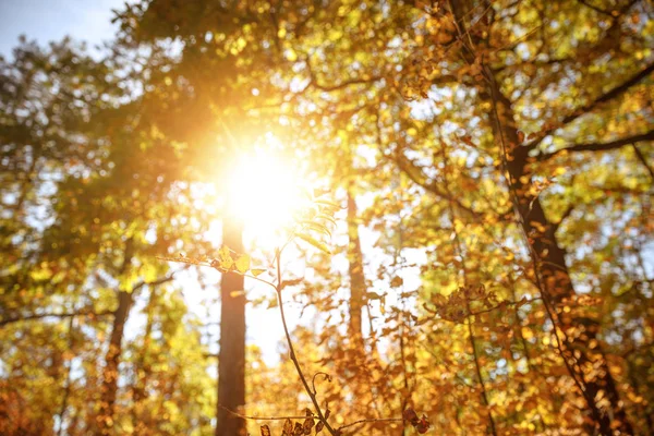Soleil, arbres aux feuilles jaunes et vertes dans le parc automnal le jour — Photo de stock