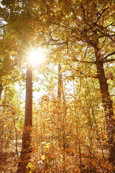 Soleil, arbres aux feuilles jaunes et vertes dans le parc automnal le jour — Photo de stock