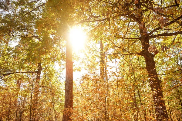 Soleil, arbres aux feuilles jaunes et vertes dans le parc automnal le jour — Photo de stock