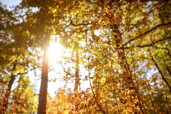Sol, árvores com folhas amarelas e verdes no parque outonal durante o dia — Fotografia de Stock