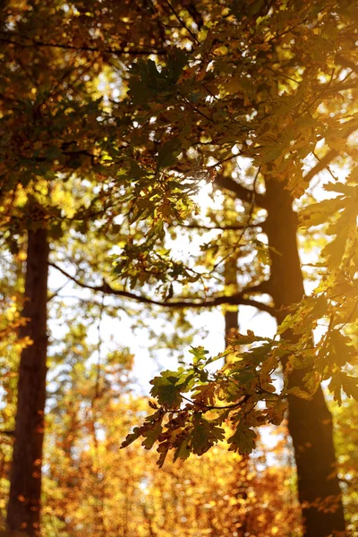 Sun, trees with yellow and green leaves in autumnal park at day — Stock Photo