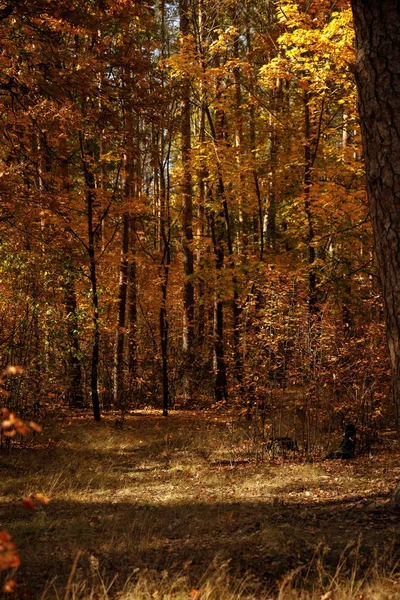 Trees with yellow and green leaves in autumnal park at day — Stock Photo