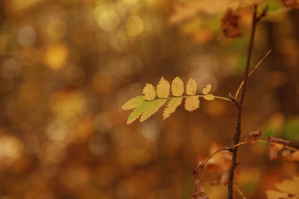 Selektiver Fokus von Bäumen mit gelben Blättern im herbstlichen Park am Tag — Stockfoto