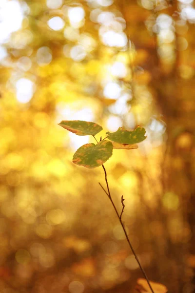 Selektiver Fokus von Bäumen mit gelben und grünen Blättern im herbstlichen Park am Tag — Stockfoto