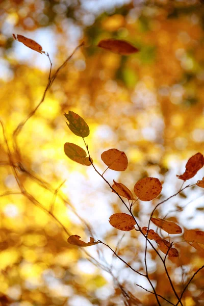 Foyer sélectif des arbres à feuilles jaunes dans le parc automnal le jour — Photo de stock