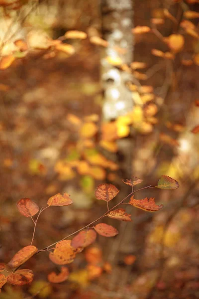 Selective focus of trees with yellow leaves in autumnal park at day — Stock Photo