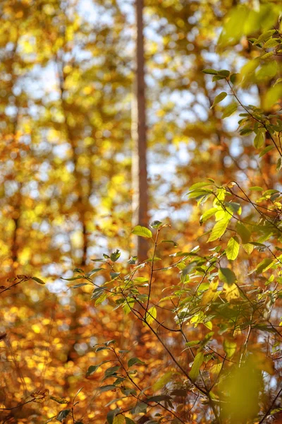 Focus selettivo di alberi con foglie gialle e verdi nel parco autunnale di giorno — Foto stock