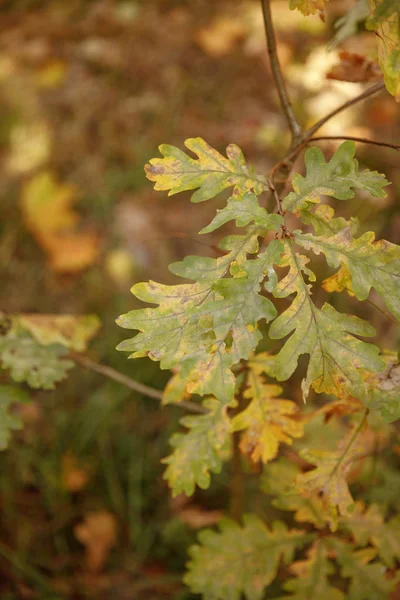 Selective focus of trees with green leaves in autumnal park at day — Stock Photo
