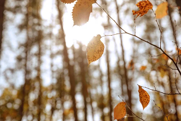 Selektiver Fokus von Bäumen mit gelben Blättern im herbstlichen Park am Tag — Stockfoto