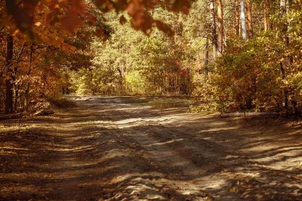 Arbres avec des feuilles jaunes et vertes dans le parc automnal le jour — Photo de stock