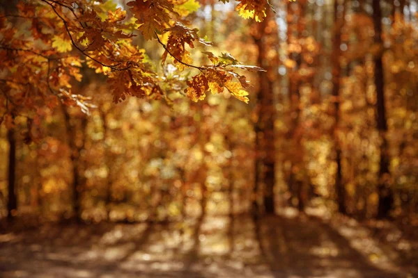 Selective focus of trees with yellow and dry leaves in autumnal park at day — Stock Photo