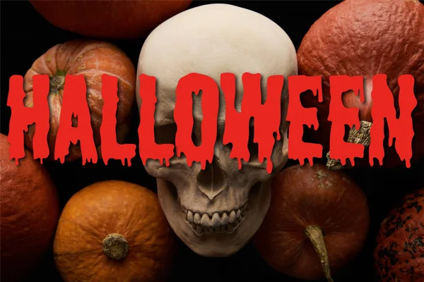 Calabazas y cráneo sobre fondo negro con ilustración sangrienta de Halloween - foto de stock