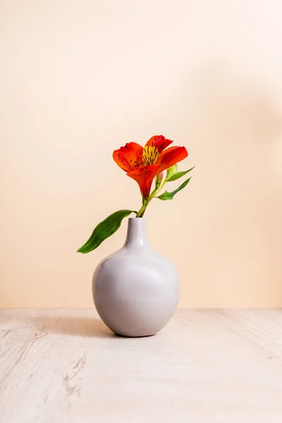 Rote Alstroemeria in der Vase auf hölzerner Oberfläche isoliert auf beige — Stockfoto
