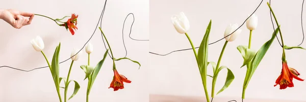 Collage aus floralen Kompositionen mit weißen Tulpen und roten Alstroemeria auf Drähten isoliert auf beige — Stockfoto