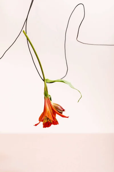 Composición floral con Alstroemeria roja sobre alambre aislado en beige - foto de stock