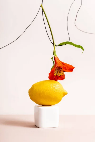 Composition florale et fruitée avec Alstroemeria rouge sur fil et citron sur cube isolé sur beige — Photo de stock