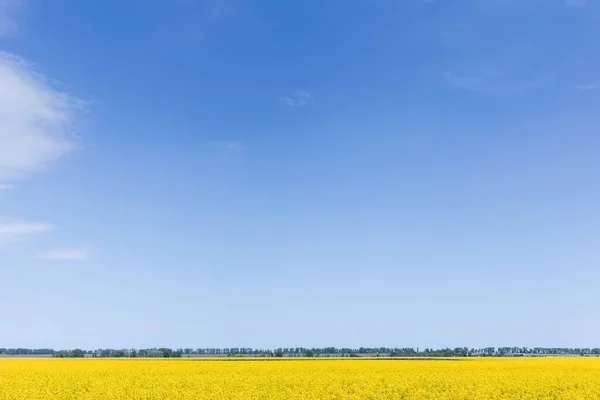 Flores amarelas florescendo no campo contra o céu azul — Fotografia de Stock