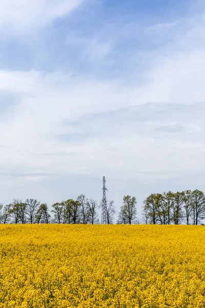 Жовті квітучі дикі квіти на полі біля дерев на тлі блакитного неба — стокове фото