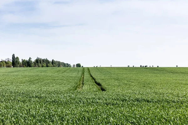 Hierba verde y fresca en el campo cerca de los árboles contra el cielo nublado - foto de stock