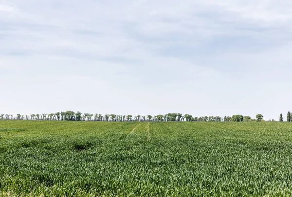 Grünes und frisches Gras gegen bewölkten Himmel — Stockfoto