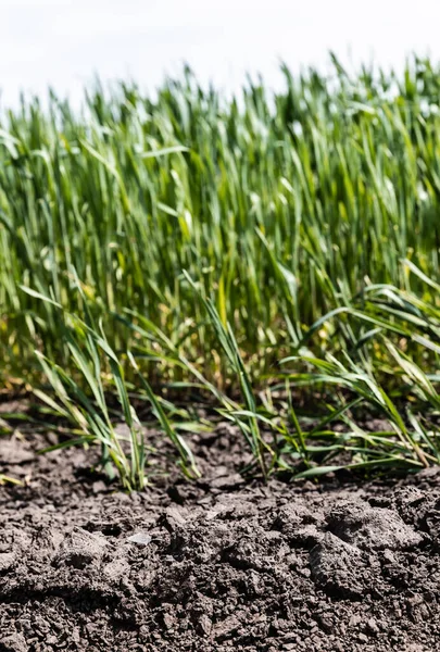 Selective focus of fresh grass near ground — Stock Photo