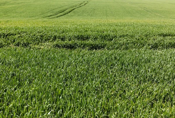 Lumière du soleil sur le champ herbeux vert en été — Photo de stock